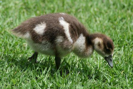 1200px-Egyptian_Goose_Ducklings_small